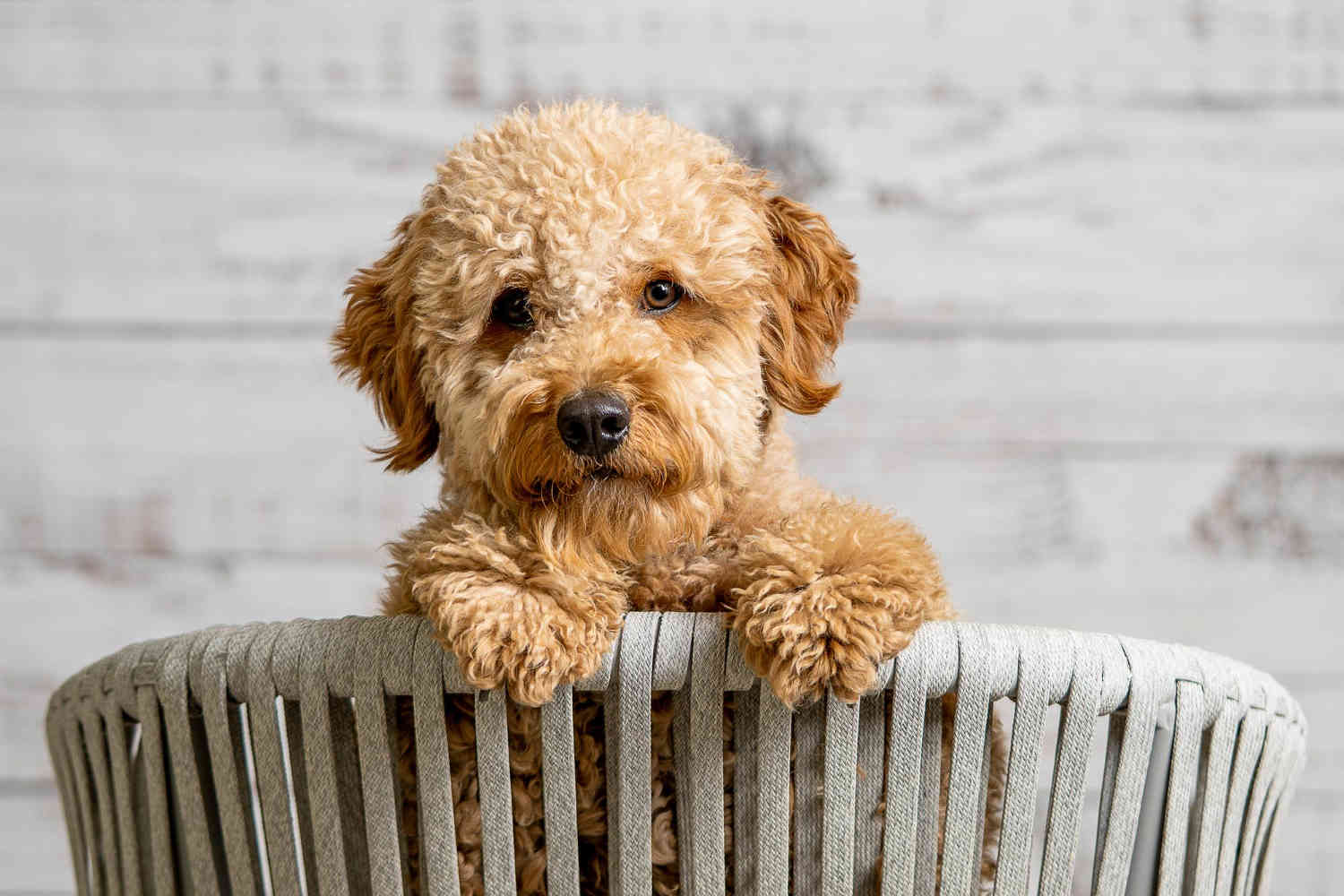 Goldendoodles and Hearing Impairments: The Perfect Companion?